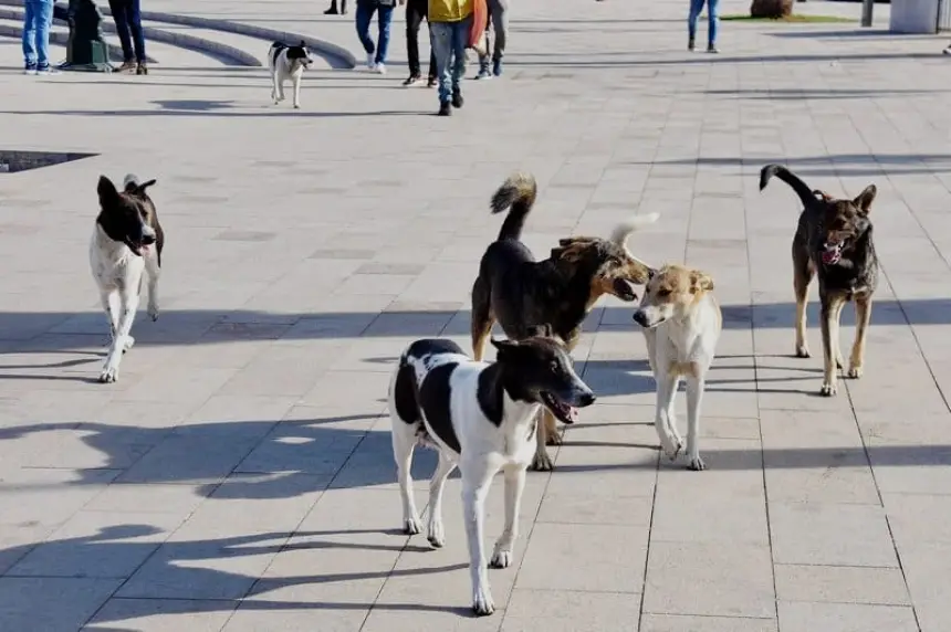 هجوم-الكلاب-الضالة-على-المواطنين-يثير-الهلع-في-الحسيمة