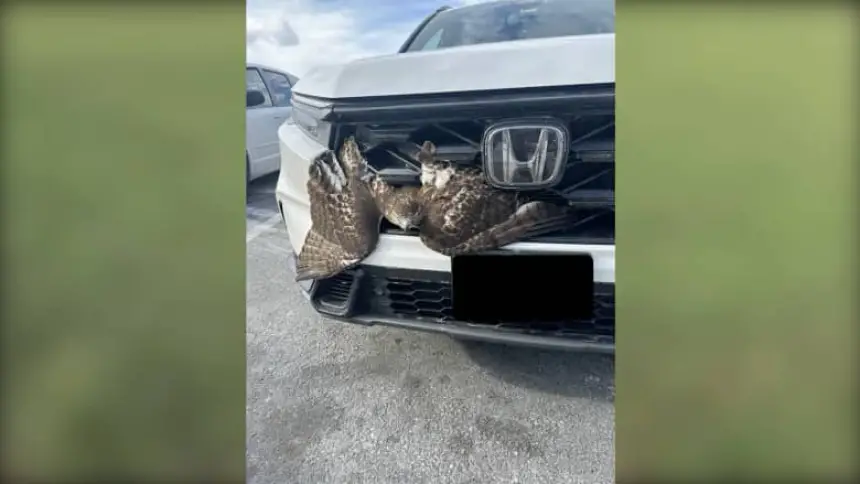 بالفيديو…حادثة-غريبة.-نسر-عملاق-يعلق-في-الشبك-الأمامي-لسيارة