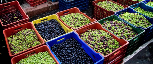 فرنسا-تمنع-دخول-زيتون-مغربي-بسبب-مبيدات-محظورة