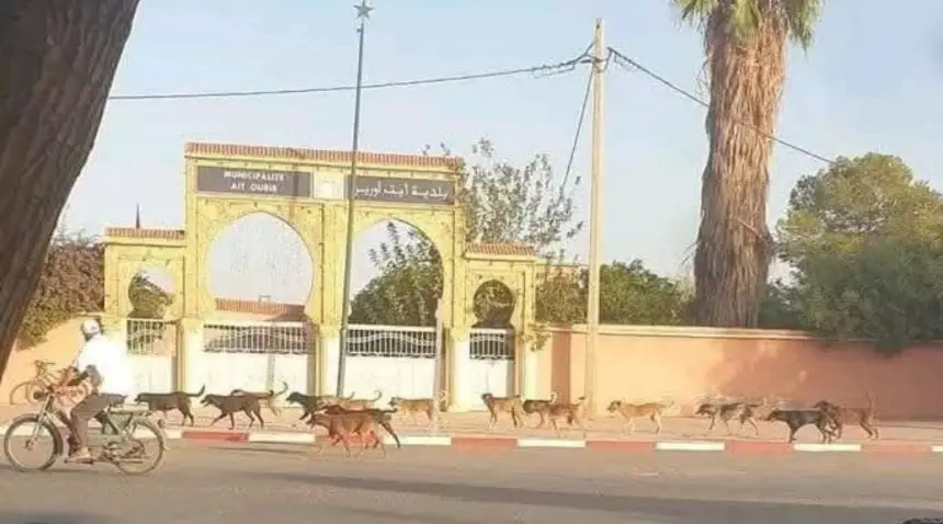 الغلوسي-يواصل-“قصف”-التويزي-والنخبة-المسيرة-للشأن-المحلي-بأيت-أورير