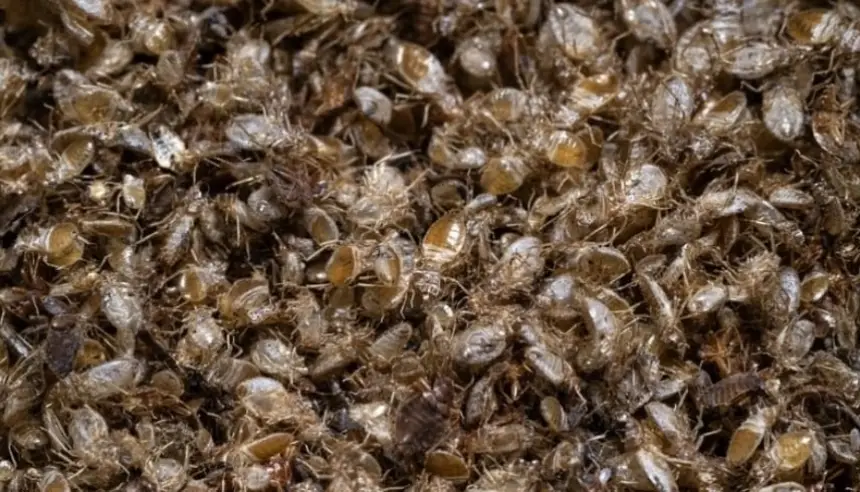 بق-الفراش-يتحوّل-إلى-شاهد-جنائي:-تقنية-ماليزية-مبتكرة-تستخرج-الحمض-النووي-من-دم-الضحية