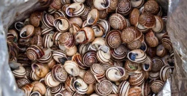 غريب.-سرقة-حلزونات-بقيمة-100-ألف-دولار-بفرنسا