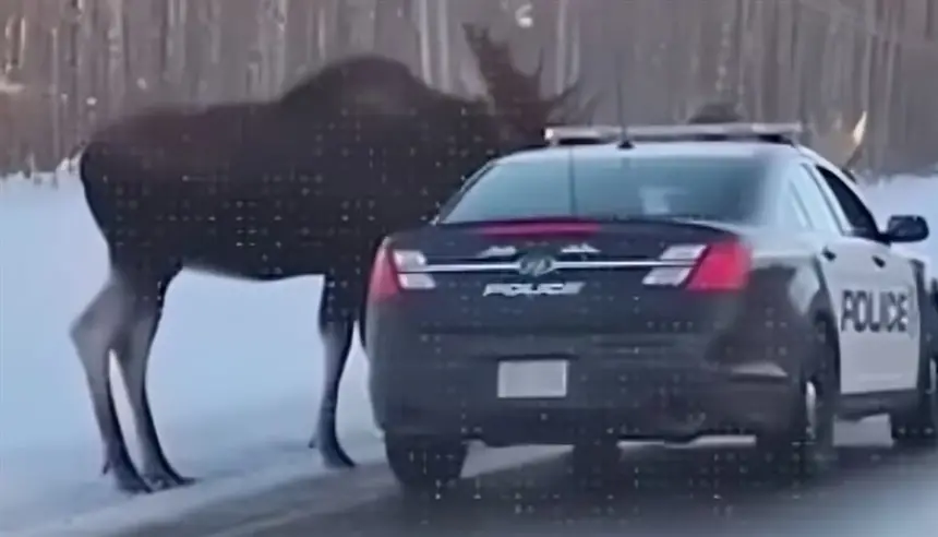 فيديو-ظبيين-يهاجمان-سيارة-شرطة-يثير-ضجة-على-الإنترنت.-ما-حقيقته-؟