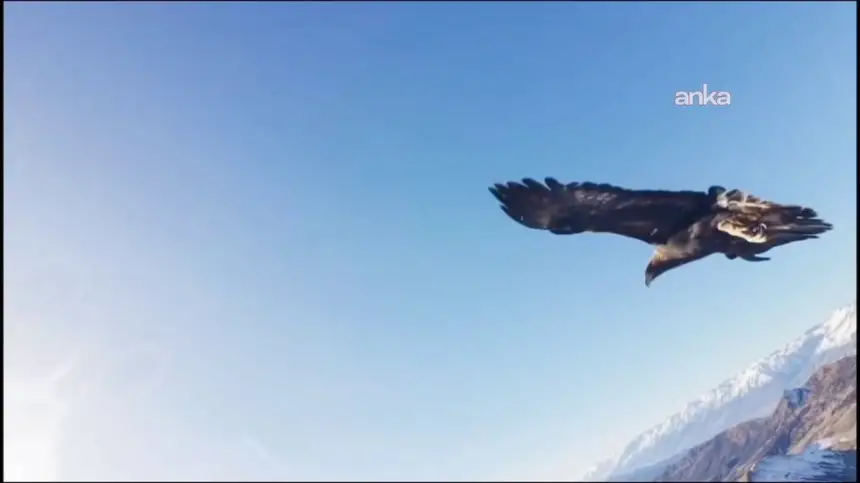 بالفيديو:-نسر-يختطف-طائرة-“درون”-ويلتقط-“سيلفي”-في-سماء-تركيا.