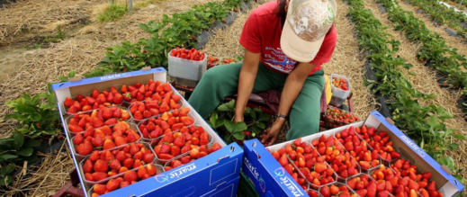 المغرب-يتصدر-الدول-المصدرة-لليد-العاملة-الموسمية-إلى-إسبانيا-في-2025