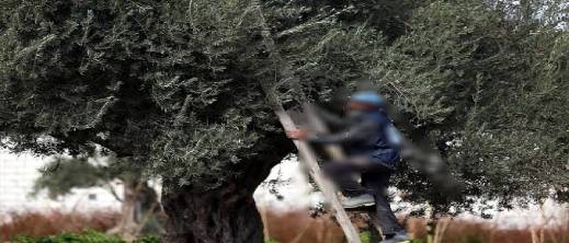 غير-بعيد-عن-الناظور.-سقوط-عرضي-من-شجرة-زيتون-ينهي-حياة-ستيني