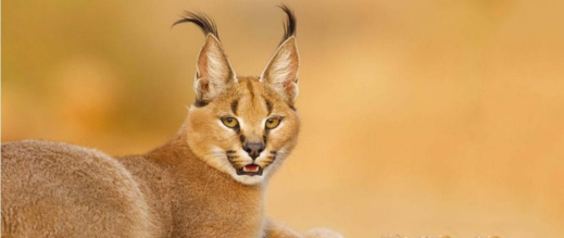 وشق-يقتحم-منزل-أسرة-ليلا-ويتجه-نحو-غرفة-أطفالها