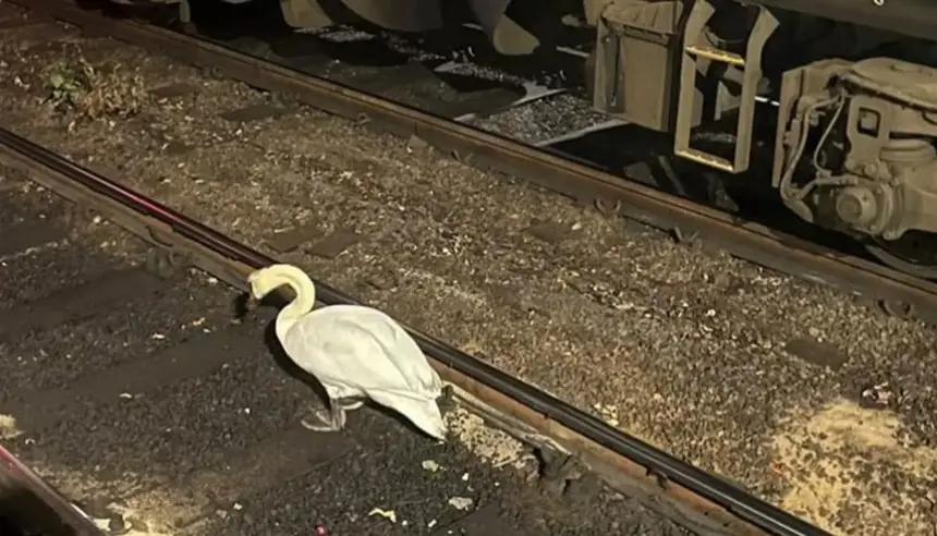 بجعة-تعطل-القطارات-السريعة-وتؤخر-1300-راكب-في-اليابان