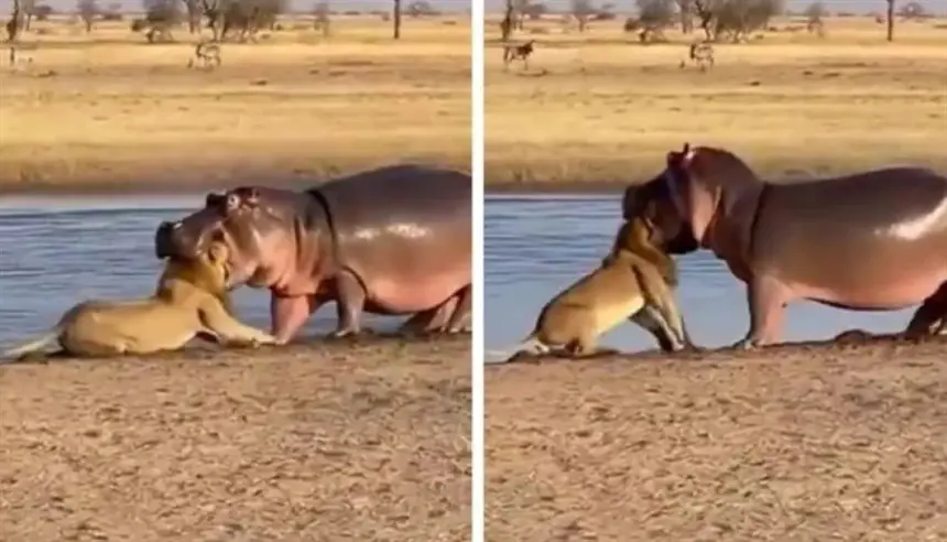 فيديو.-فرس-نهر-يُحكِم-قبضته-على-أسد-في-مشهد-صادم-لا-يُصدق