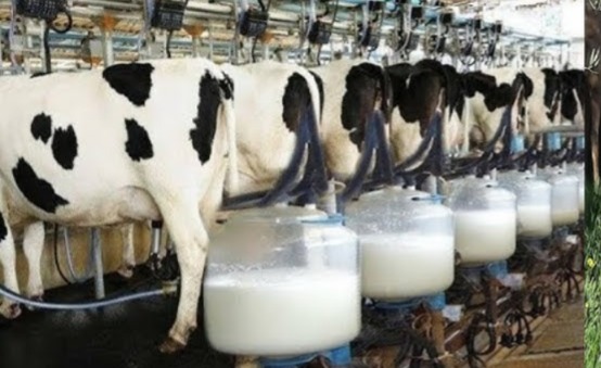 إنتاج-الحليب-بإسبانيا-يدخل-مرحلة-حرجة.-والمغرب-مورد-محتمل