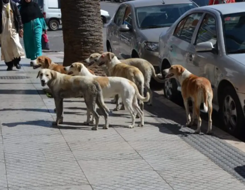 فاجعة-بمدينة-مراكش.-“بئر-مكشوفة”-تنهي-حياة-موهبة-كروية-فرنسية-صاعدة