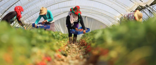 اليد-العاملة-المغربية-تتصدر-حقول-هويلفا-الإسبانية-هذا-الموسم