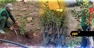 مارشيكا-ميد-تطلق-عملية-تشجير-جديدة-لتعزيز-الغطاء-النباتي-بأطاليون