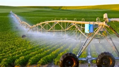 تساقطات-قياسية-تنعش-سهل-اللوكوس.-مخزون-السدود-يمتلئ-والزراعات-تدخل-مرحلة-واعدة