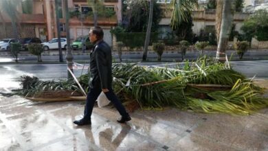 وفاة-امرأة-من-أصول-مغربية-إثر-سقوط-نخلة-عليها-في-إسبانيا-بسبب-العاصفة-“جوزيف”