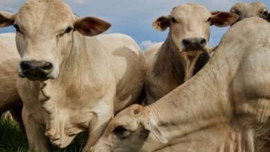 المغرب-ضمن-أكبر-5-مستوردين-للأبقار-البرازيلية-وسط-طفرة-عالمية-للمصدر-اللاتيني
