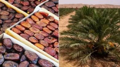 المغرب-يستهلك-أكثر-من-200-ألف-طن-من-التمور-سنويا.-وهذا-موعد-تحقيق-الاكتفاء-الذاتي
