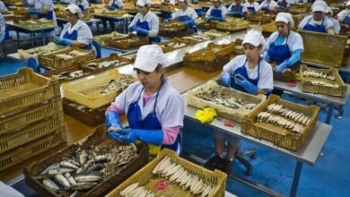 تعليق-تصدير-السردين-المغربي-يضع-مصانع-التعليب-بإسبانيا-تحت-ضغط-شديد