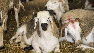 الحكومة-تؤكد:-شعيرة-نحر-الأضحية-ستقام-هذا-العام-بعد-تعليقها-العام-الماضي
