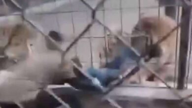 نمر-يلتقط-طفلاً-من-قدميه-في-حديقة-حيوان-ببغداد…-مشاهد-توثق-الحادث