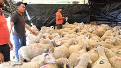 وزارة-الفلاحة-تطلق-عملية-مراقبة-إناث-الأغنام-لتعزيز-استدامة-القطيع
