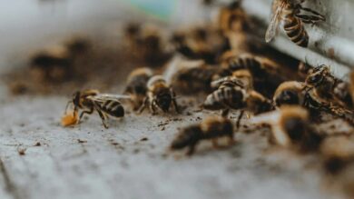 لسعات-نحل-تنهي-حياة-فلاح-شاب-ضواحي-الصويرة