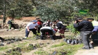 شراكة-مغربية-هولندية-تدعم-التشجير-بالدريوش.-800-شتلة-لفائدة-الفلاحين-بـ-”-إفرني”
