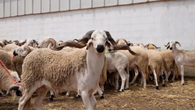 سوق-زايو.-أحد-أبرز-أسواق-الشرق-يسجل-تراجعا-ملحوظا-في-أسعار-الأغنام-قبيل-عيد-الأضحى