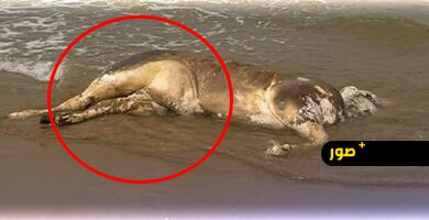 شاطئ-راس-الماء-بالناظور-يلفظ-جثة-جاموس-نافق-ومطالب-بتدخل-السلطات