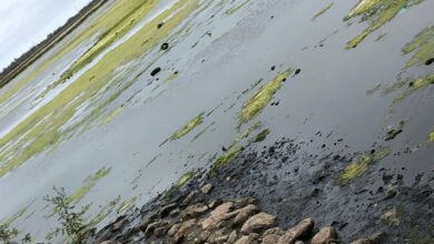 طحالب-ونفايات-ببحيرة-مارتشيكا-تقلق-فعاليات-مدنية-والأنظار-تتجه-صوب-وكالة-التهيئة