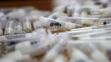 تهريب-النمل-النادر-يكشف-اتساع-سوق-خفية-للحشرات-عبر-الحدود