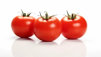 الطماطم-تلتحق-بصفوف-“المجوهرات”-وتلامس-18-درهماً-للكيلوغرام-الواحد
