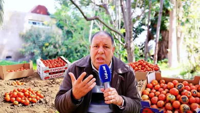 أبرزها-التصدير.-مهني-يكشف-لـ”أخبارنا”-تفاصيل-صادمة-وراء-غلاء-الطماطم-ويطالب-الحكومة-بالتسقيف-(فيديو)