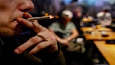 هولندا-تغير-قواعد-اللعبة-بسبب-التقنين.-والقنب-المغربي-يفقد-جزءا-من-بريقه