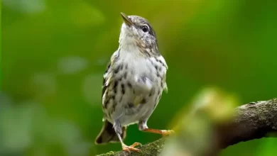 طائر-لا-يتجاوز-12-غراماً.-رحلة-مذهلة-تعبر-المحيط-بلا-توقف-لثلاثة-أيام