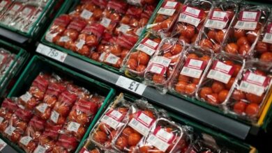 لأول-مرة.-المغرب-يزيح-إسبانيا-عن-صدارة-مصدّري-الطماطم-نحو-أوروبا