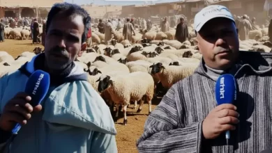 واش-كاين-الغلاء-هذه-السنة؟.-كسابة-يفتخون-قلبهم-لـ”أخبارنا”-ويكشفون-الثمن-الحقيقي-لأضحية-العيد