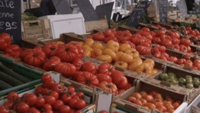 المغرب-ضمن-أسباب-ارتفاع-قياسي-لأسعار-الطماطم-في-أوروبا