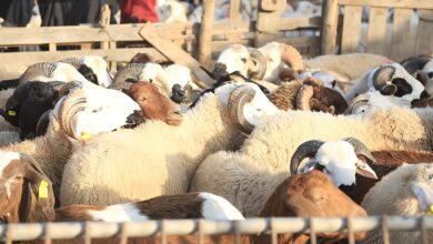 سلطات-الناظور-تتجه-لضبط-فضاءات-بيع-الأضاحي