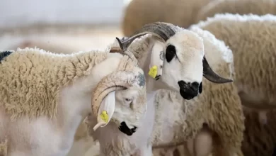 حينما-ترك-صحابي-جليل-الأضحية-وهو-ميسور-خشية-أن-يظن-الناس-أنها-واجبة