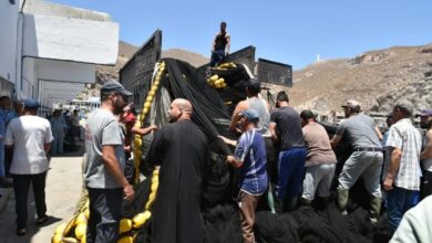 الحسيمة.-تجربة-الشباك-السينية-للحد-من-خسائر-أضرار-دلفين-“النيكرو”
