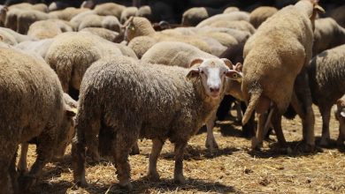 مزارعو-إسبانيا-يطالبون-حكومة-سانشيز-بإعادة-فتح-السوق-المغربية-للمواشي